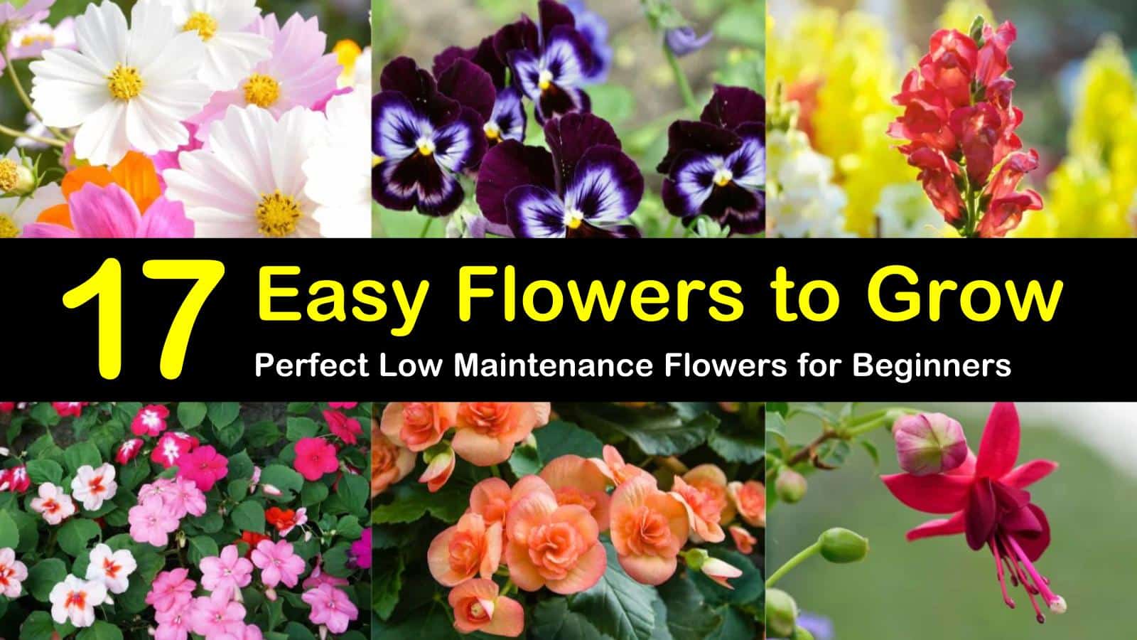 Flowers That Are Easy To Grow