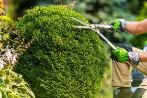 Avoiding Tree Disasters: Essential Safety Tips for Homeowners